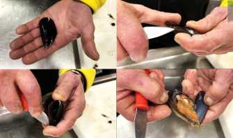 Aprire le cozze, mica facile: ecco tutti i passaggi per "spaccare" i mitili a regola d'arte 